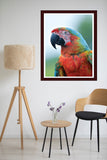 3D wooden wall  frame  16 x 20 inch - Parrot
