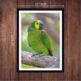 Wall frame 3 wooden - Green Parrot - 5 Divided Wall Frame